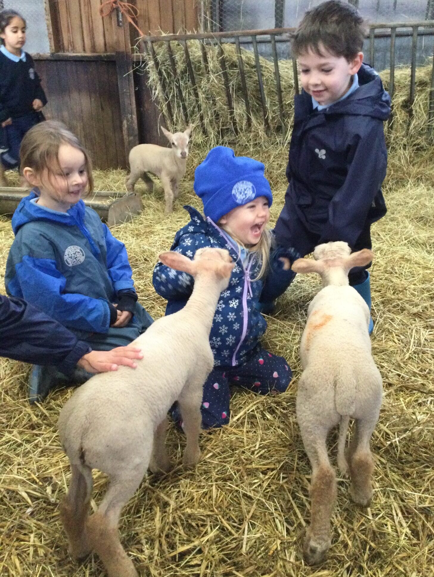 Marie and lambs