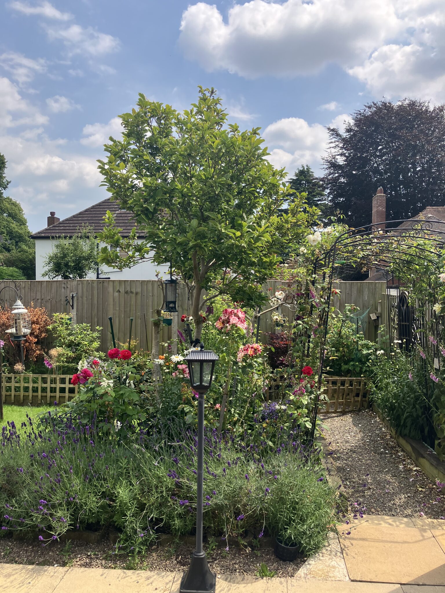 back garden
